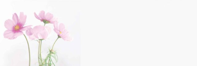 Pink Flowers